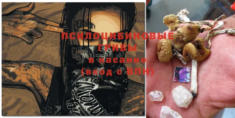 наркота  Кодинск  Галлюциногенные грибы Magic Shrooms 